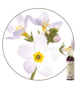 Violette d'eau - Water Violet (n°34), 20 ml